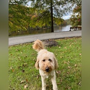 Meet your Posher, Iris